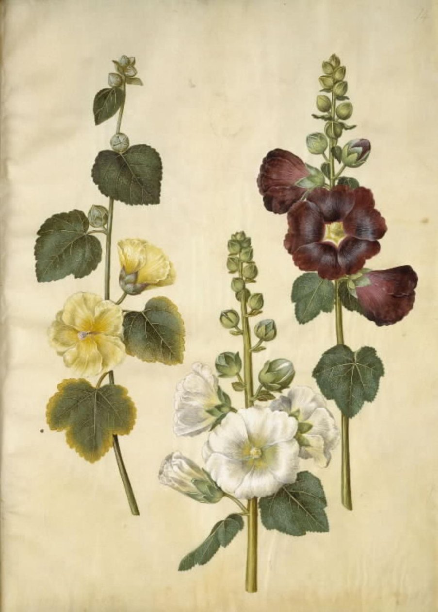 Alcea rosea (have-stokrose) alkotó: Hans Simon Holtzbecker