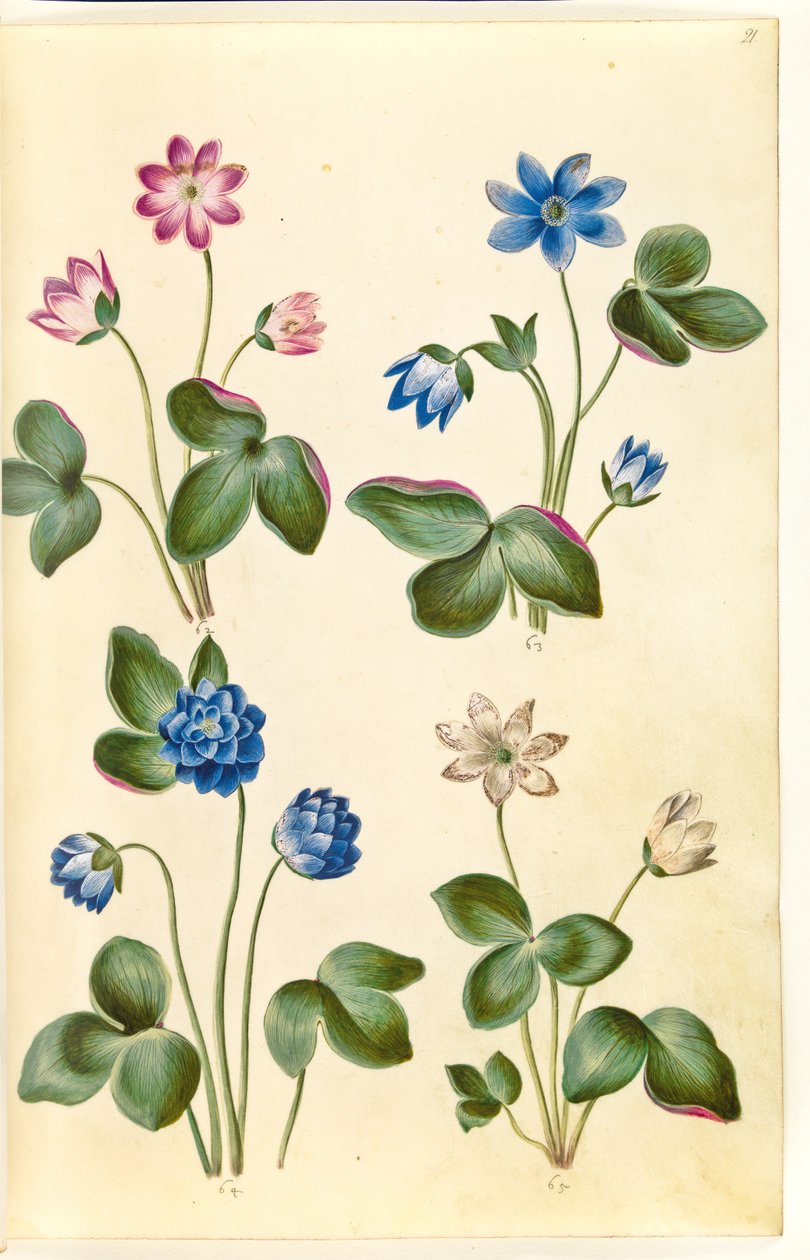 Anemone hepatica (kék kökörcsin) alkotó: Hans Simon Holtzbecker