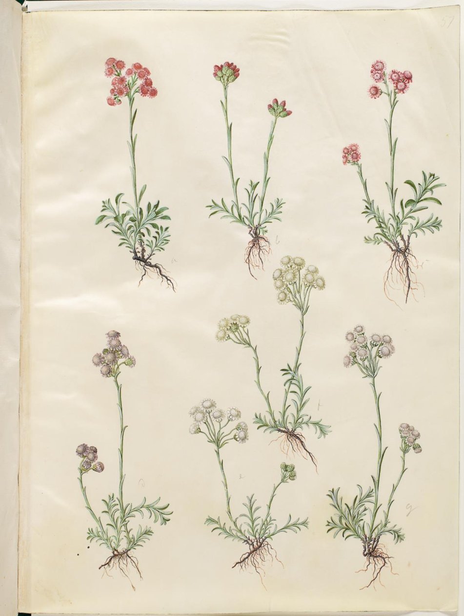 Antennaria dioica (közönséges macskaláb) alkotó: Hans Simon Holtzbecker