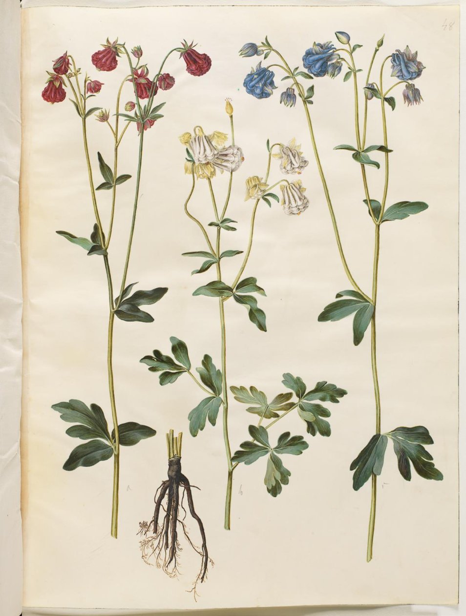 Aquilegia vulgaris (közönséges columbine) alkotó: Hans Simon Holtzbecker