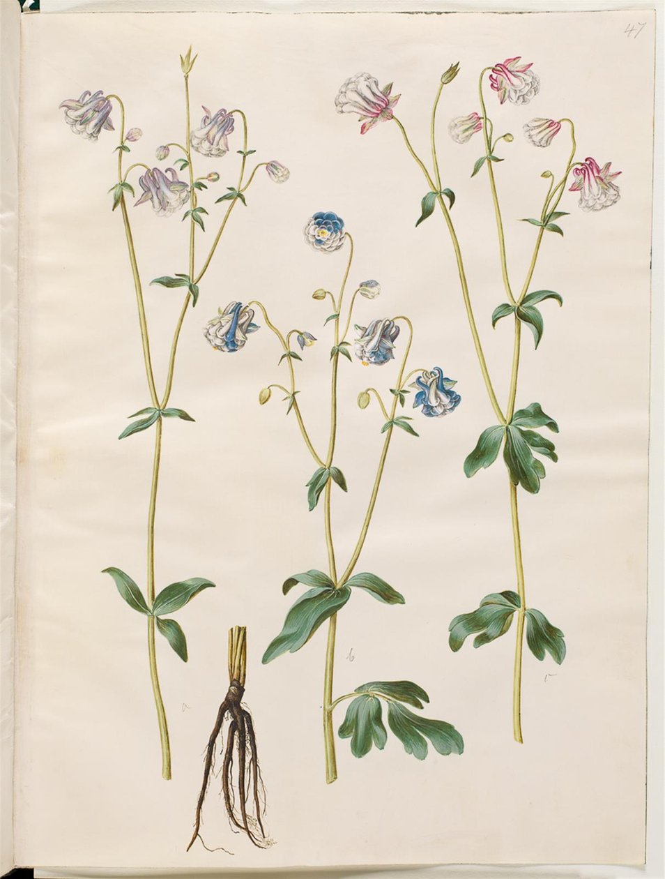 Aquilegia vulgaris (közönséges columbine) alkotó: Hans Simon Holtzbecker
