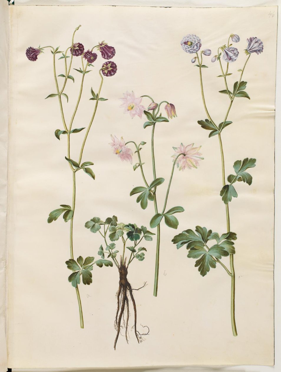 Aquilegia vulgaris (közönséges columbine) alkotó: Hans Simon Holtzbecker