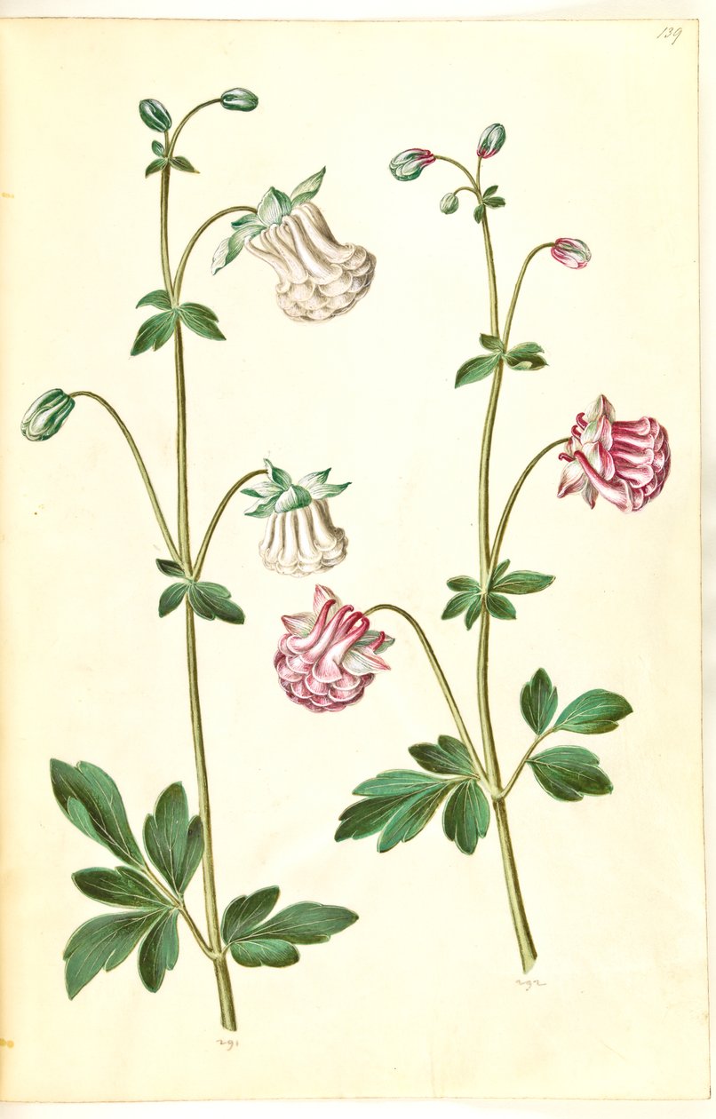 Aquilegia vulgaris (közönséges columbine) alkotó: Hans Simon Holtzbecker