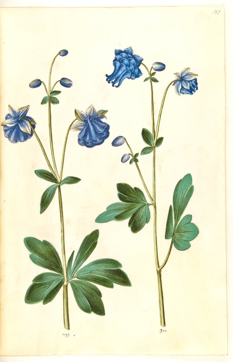 Aquilegia vulgaris (közönséges columbine) alkotó: Hans Simon Holtzbecker