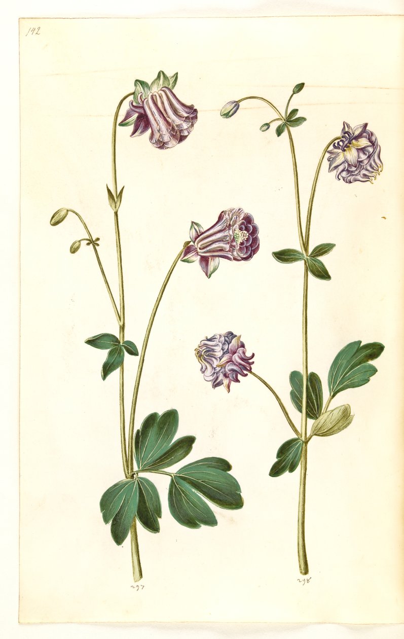 Aquilegia vulgaris (közönséges columbine) alkotó: Hans Simon Holtzbecker