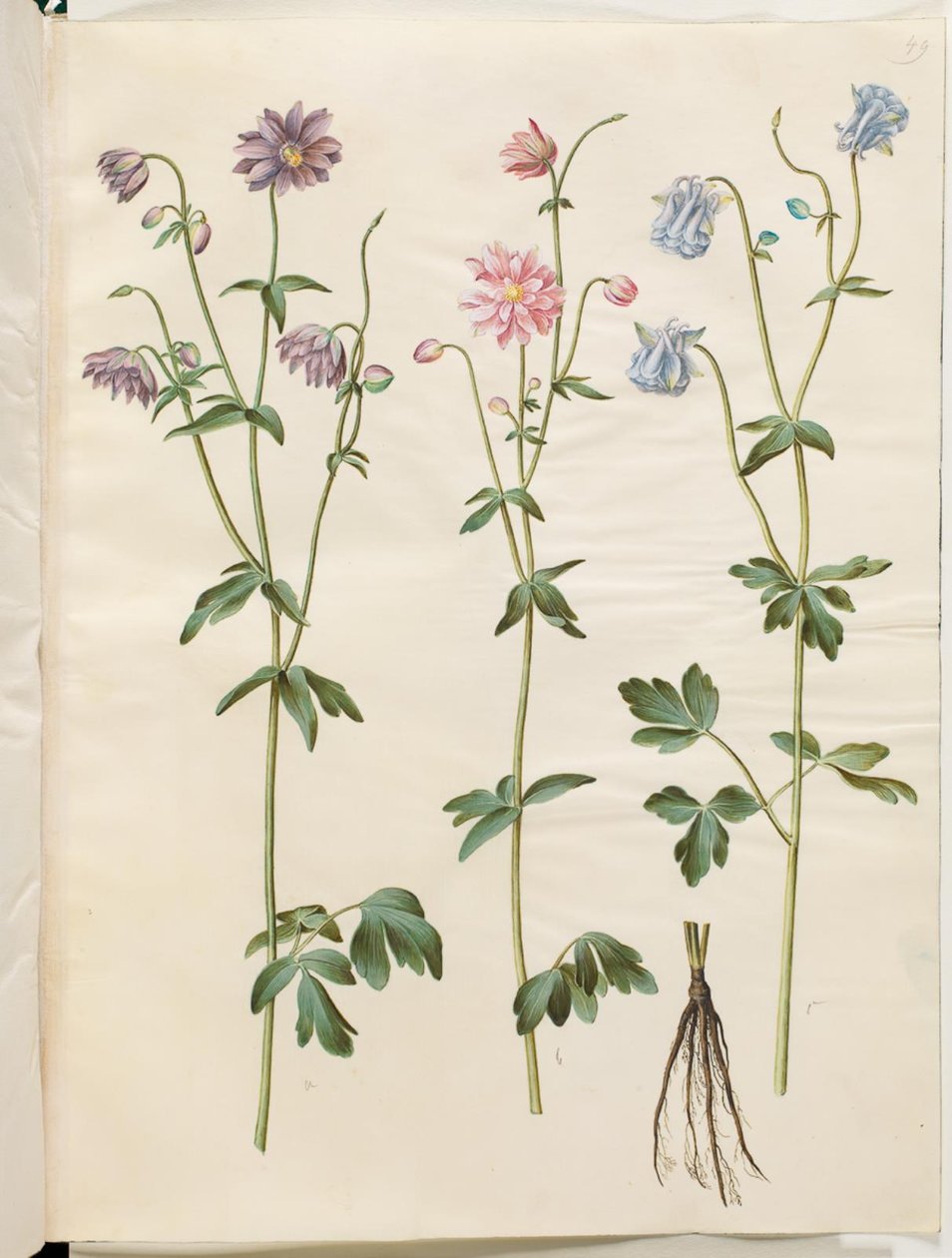Aquilegia vulgaris (közönséges columbine) alkotó: Hans Simon Holtzbecker