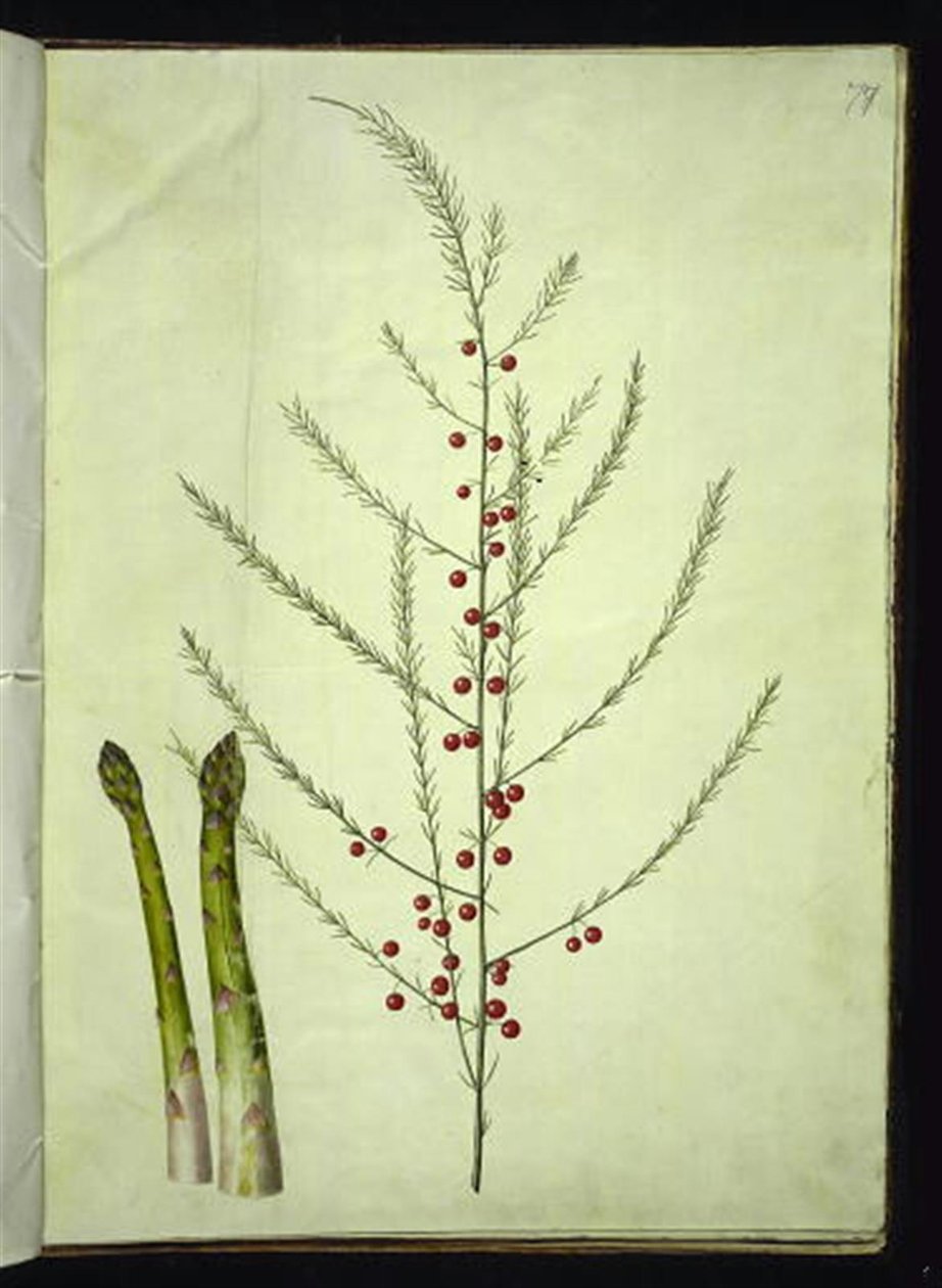 Asparagus officinalis (közönséges spárga) alkotó: Hans Simon Holtzbecker