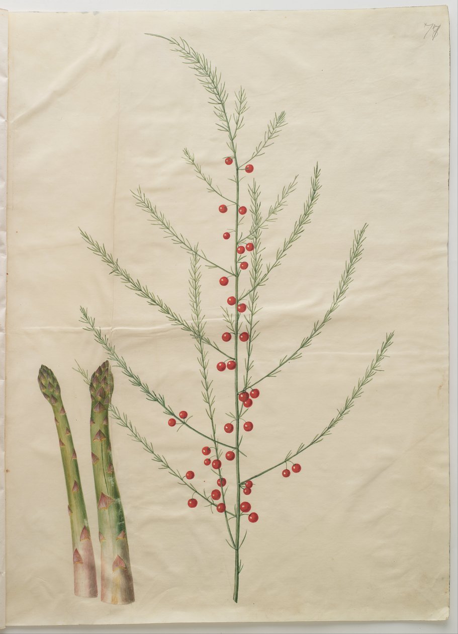 Asparagus officinalis alkotó: Hans Simon Holtzbecker