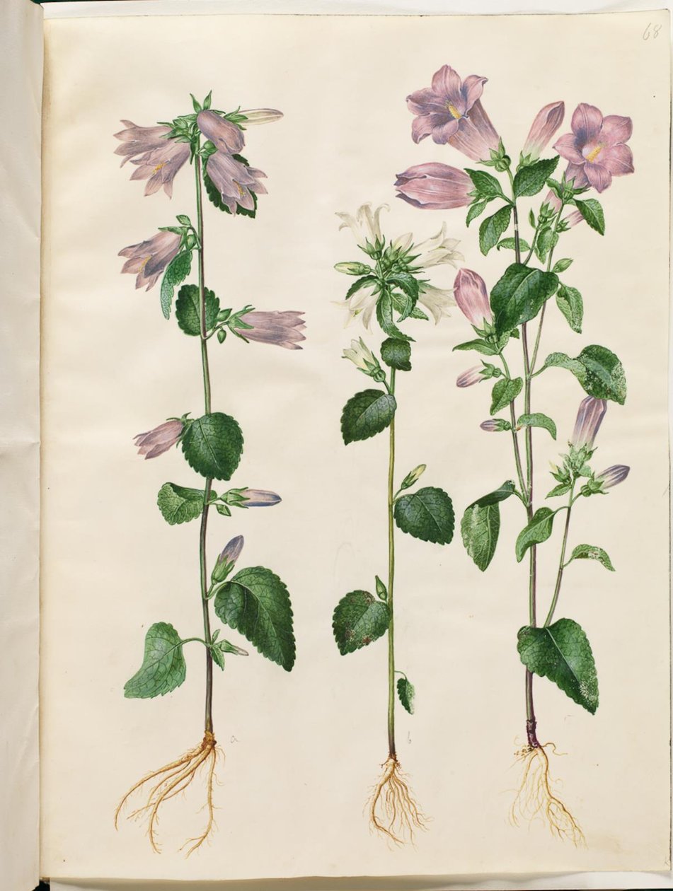 Campanula trachelium (csalán-harang); Campanula medium (Marie harangja) alkotó: Hans Simon Holtzbecker