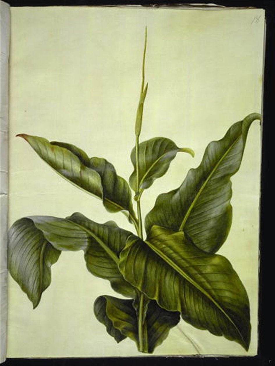 kanna (szem) alkotó: Hans Simon Holtzbecker