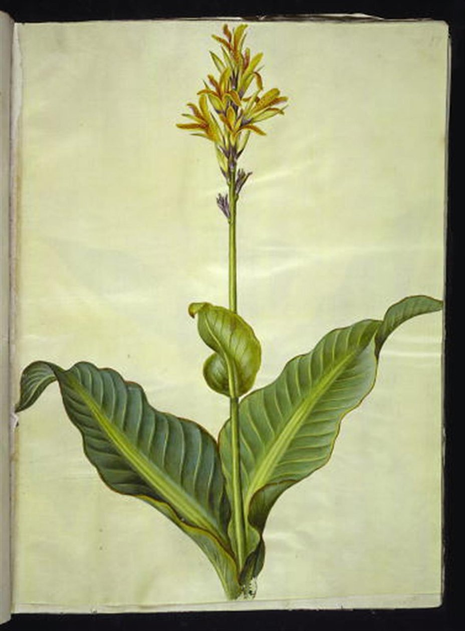 Canna indica (ehető canna) alkotó: Hans Simon Holtzbecker