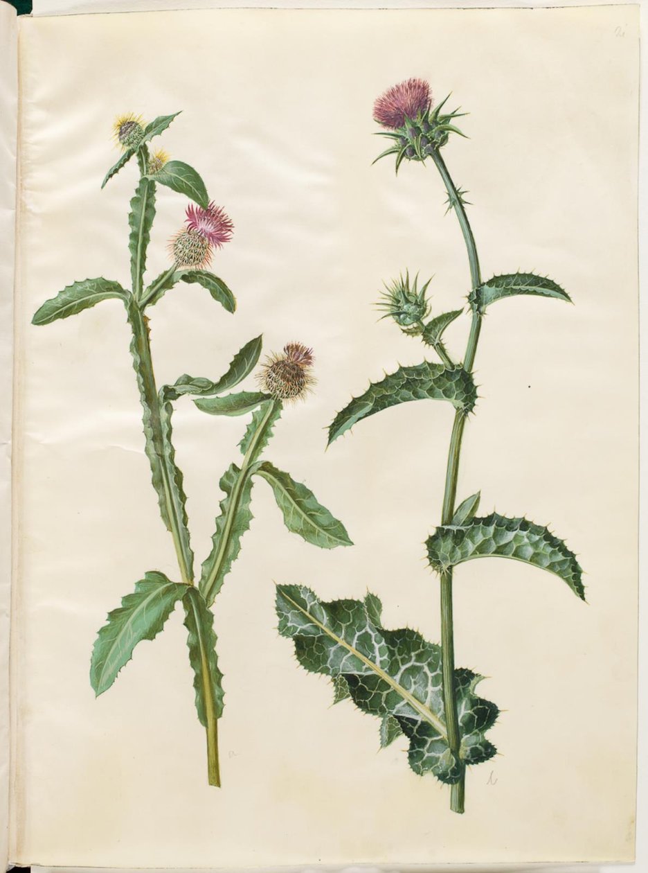 Centaurea seridis; Silybum marianum (közönséges máriatövis) alkotó: Hans Simon Holtzbecker