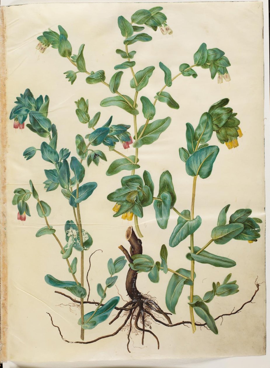 Cerinthe major (stor voksurt) alkotó: Hans Simon Holtzbecker