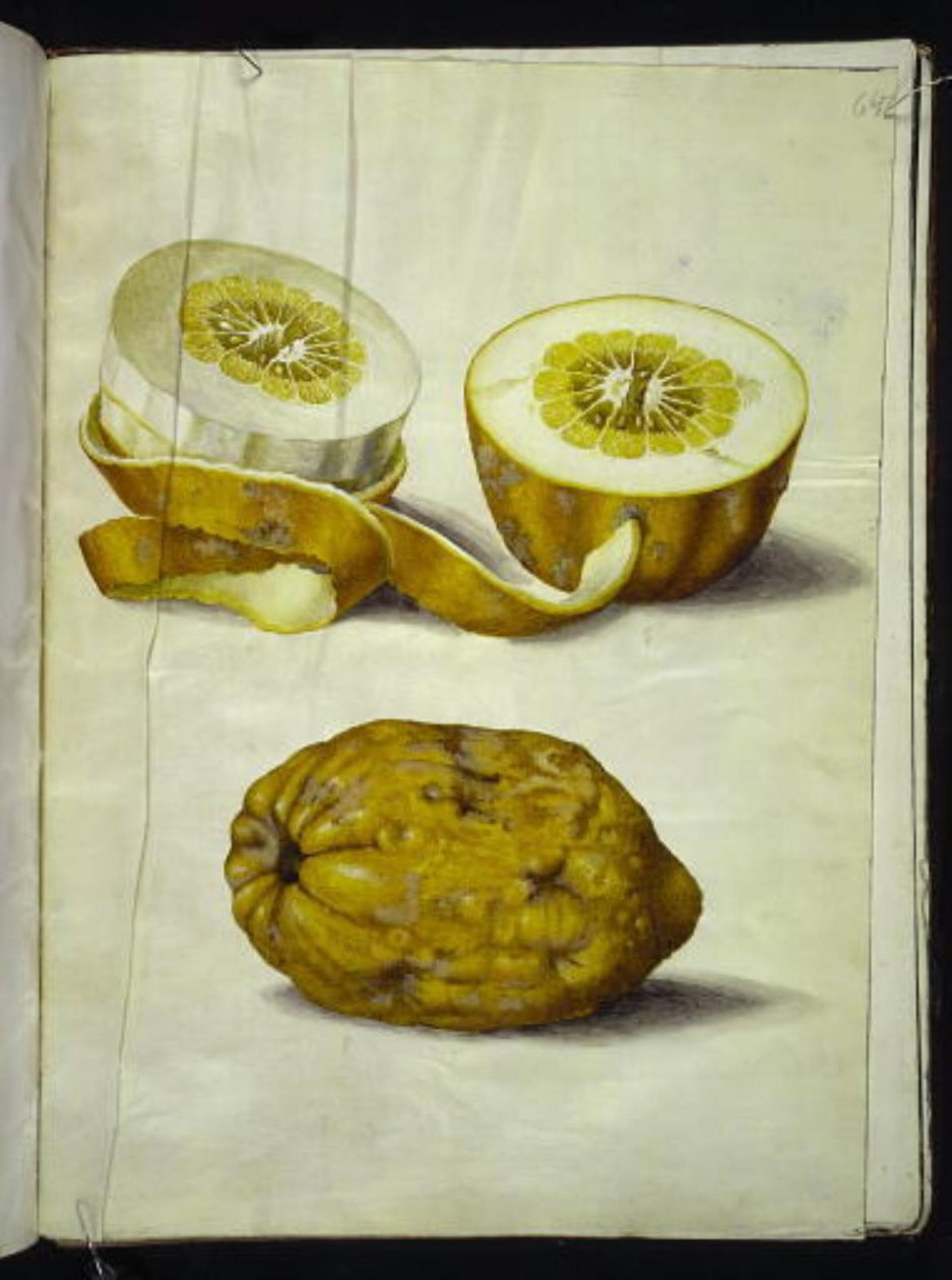 Citrus medica (cedrat) alkotó: Hans Simon Holtzbecker