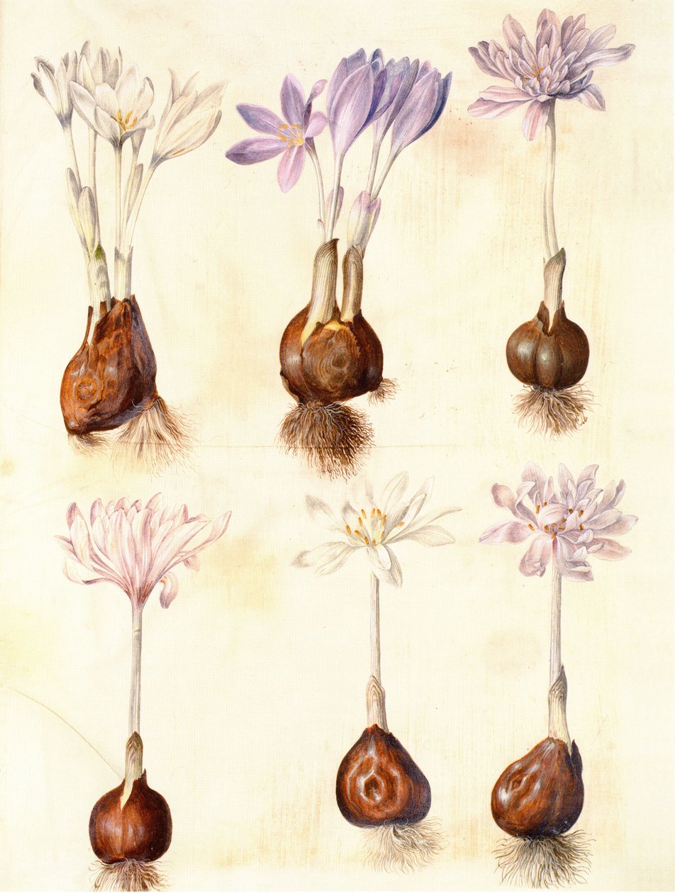 Colchicum autumnale alkotó: Hans Simon Holtzbecker
