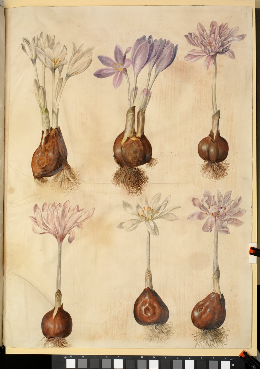 Colchicum autumnale alkotó: Hans Simon Holtzbecker