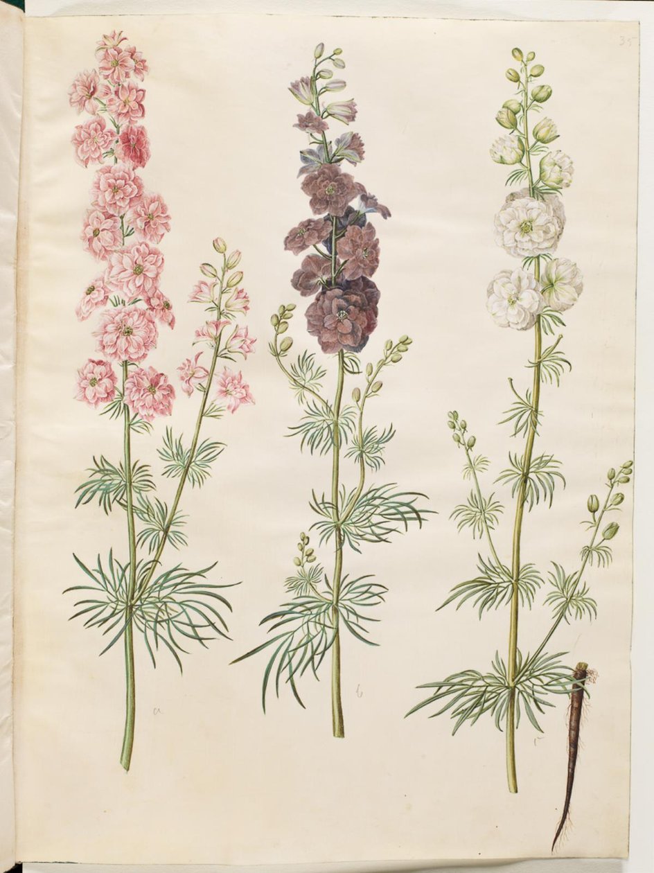 (have-ridderspore) alkotó: Hans Simon Holtzbecker