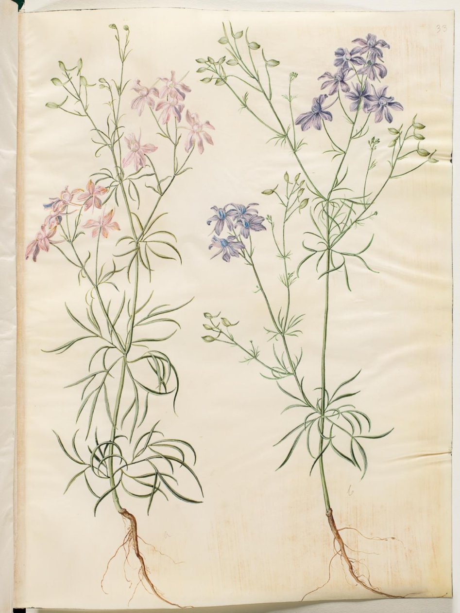 Consolida Regalis (Korn-Riedersfoor) alkotó: Hans Simon Holtzbecker