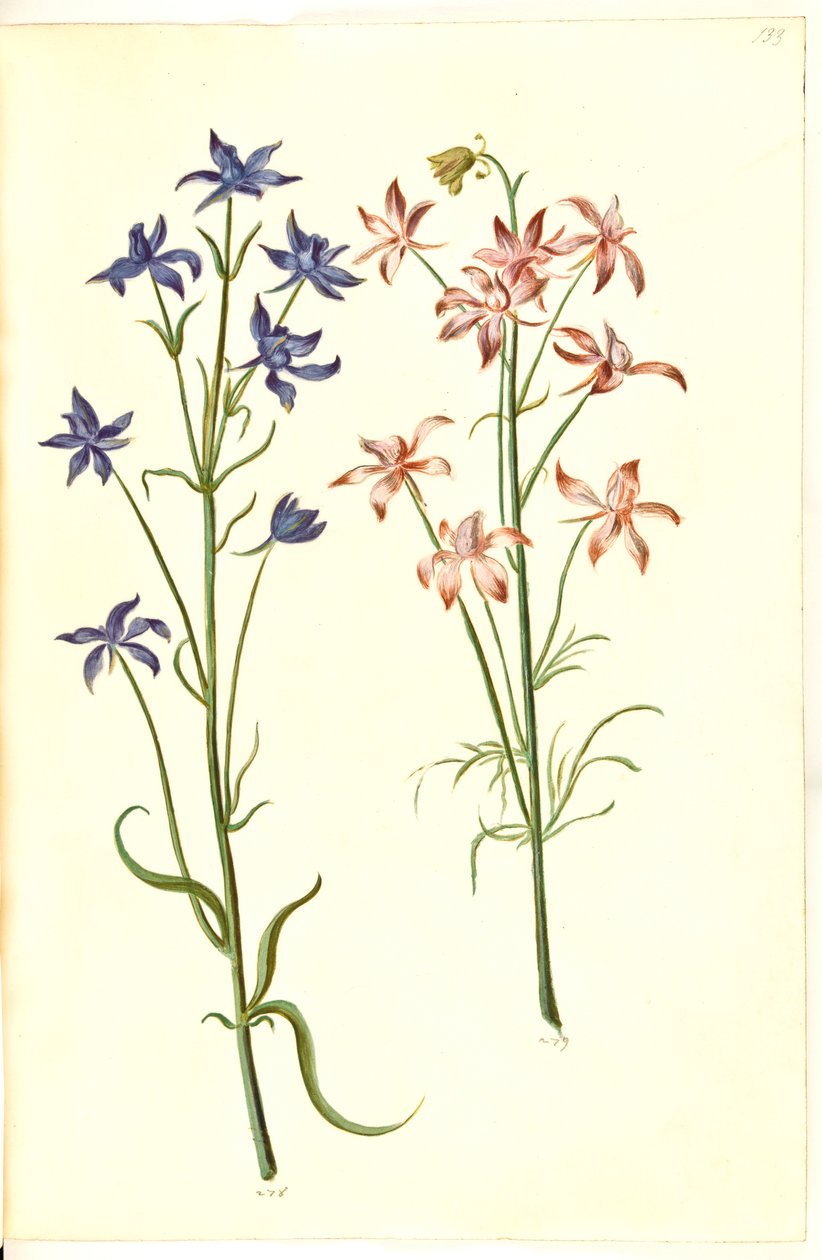 Consolida Regalis (Korn-Riedersfoor) alkotó: Hans Simon Holtzbecker