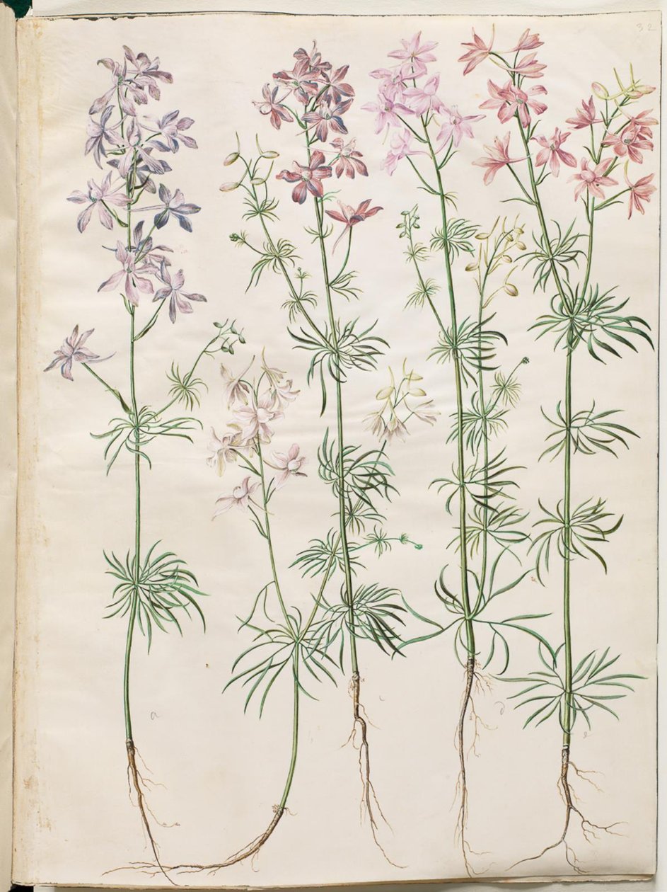 Consolida Regalis (Korn-Riedersfoor) alkotó: Hans Simon Holtzbecker