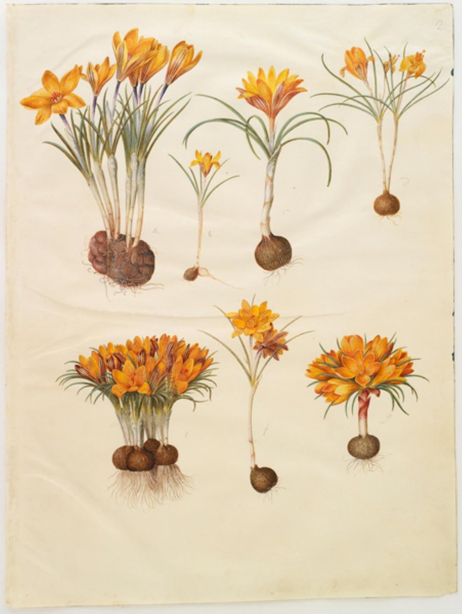Crocus angustifolius (balkáni sáfrány) alkotó: Hans Simon Holtzbecker