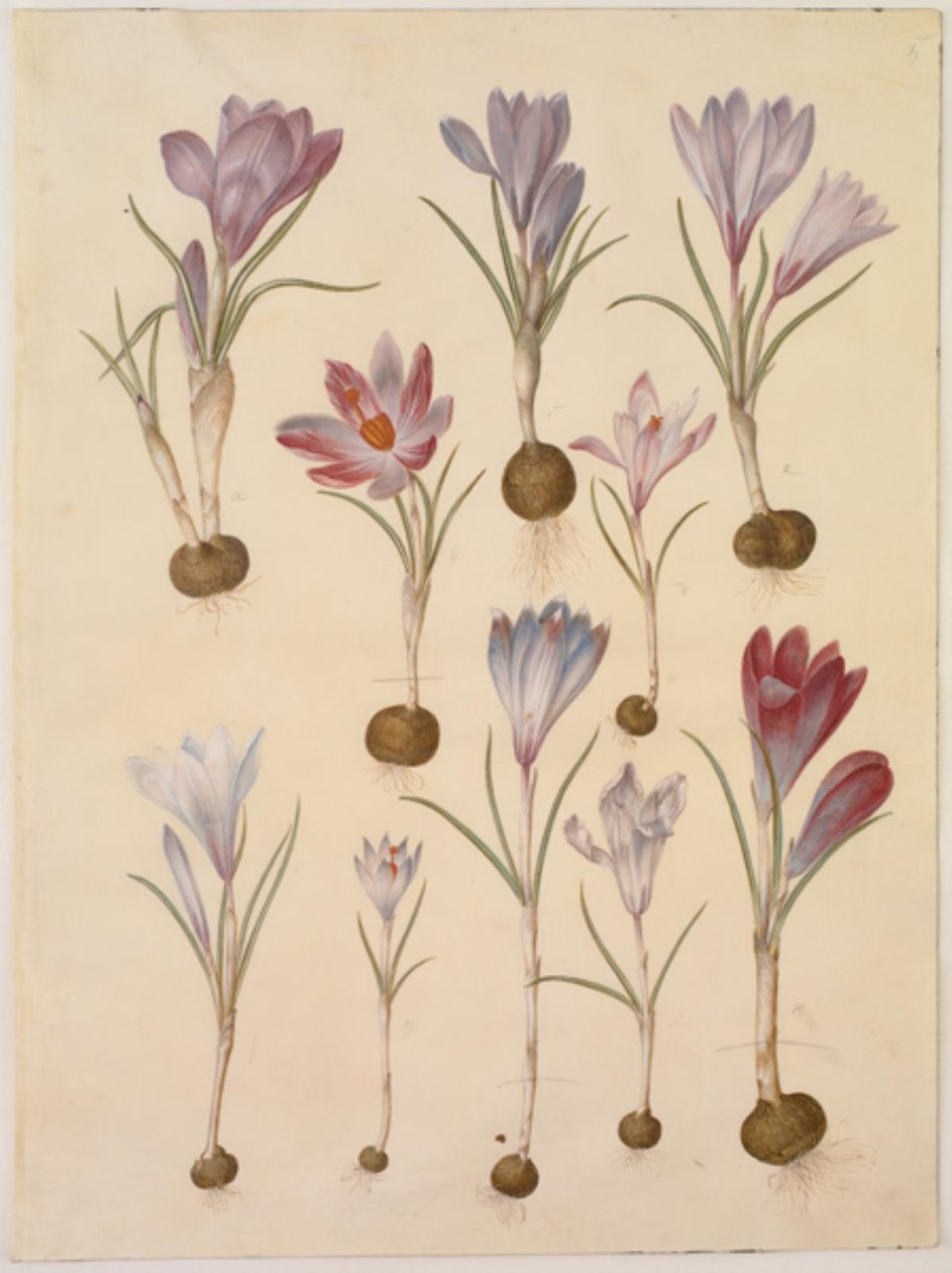 Crocus vernus (tavaszi sáfrány) alkotó: Hans Simon Holtzbecker