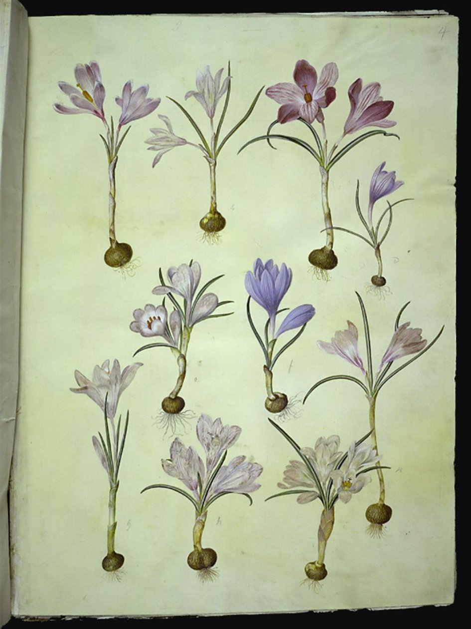 Crocus vernus (tavaszi sáfrány) alkotó: Hans Simon Holtzbecker
