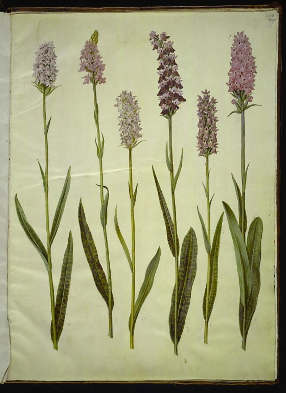Dactylorhiza maculata (foltos kakukkfű) alkotó: Hans Simon Holtzbecker