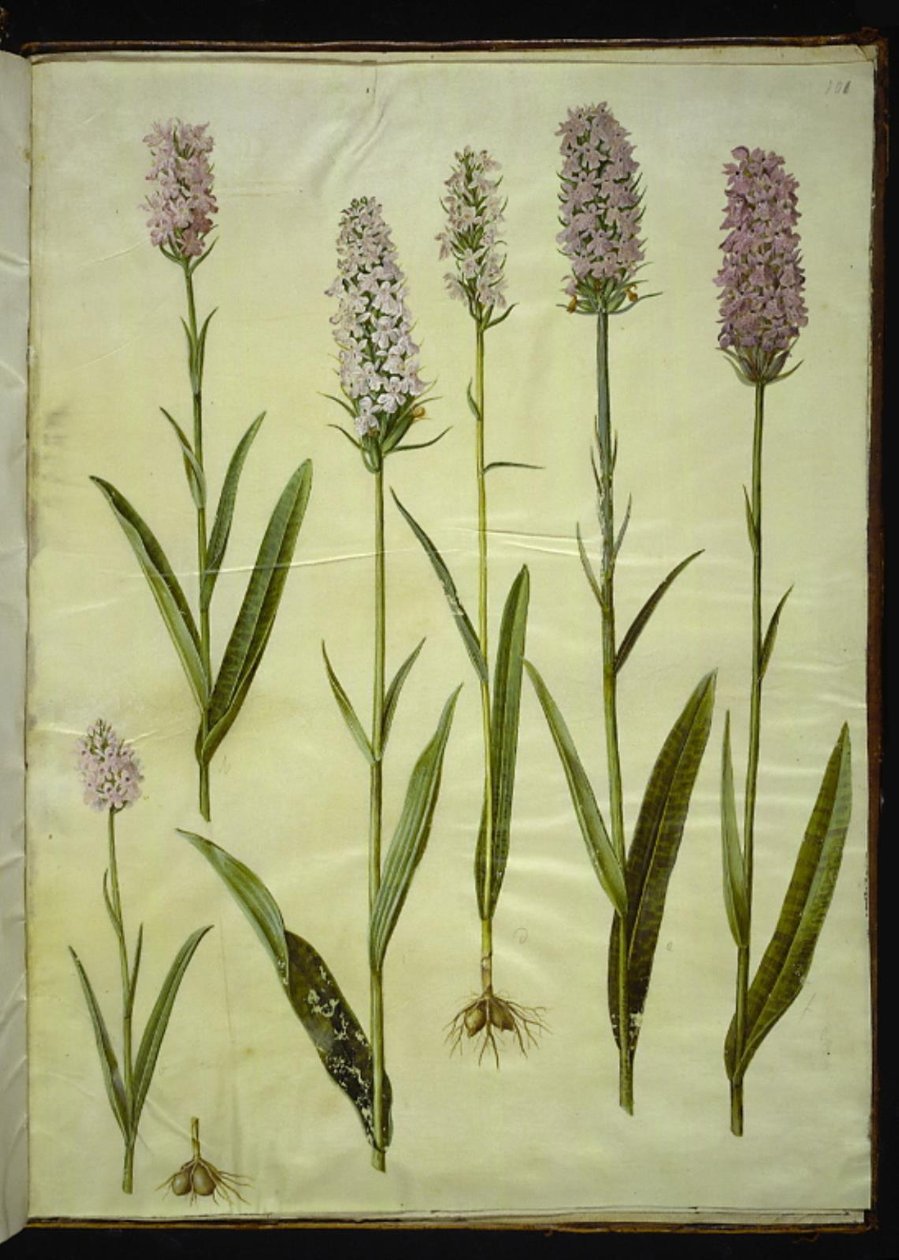 Dactylorhiza maculata (foltos kakukkfű) alkotó: Hans Simon Holtzbecker