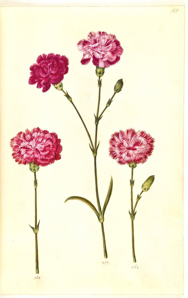 Dianthus caryophyllus (kerti szegfű) alkotó: Hans Simon Holtzbecker