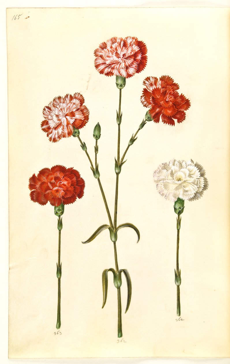 Dianthus caryophyllus (kerti szegfű) alkotó: Hans Simon Holtzbecker