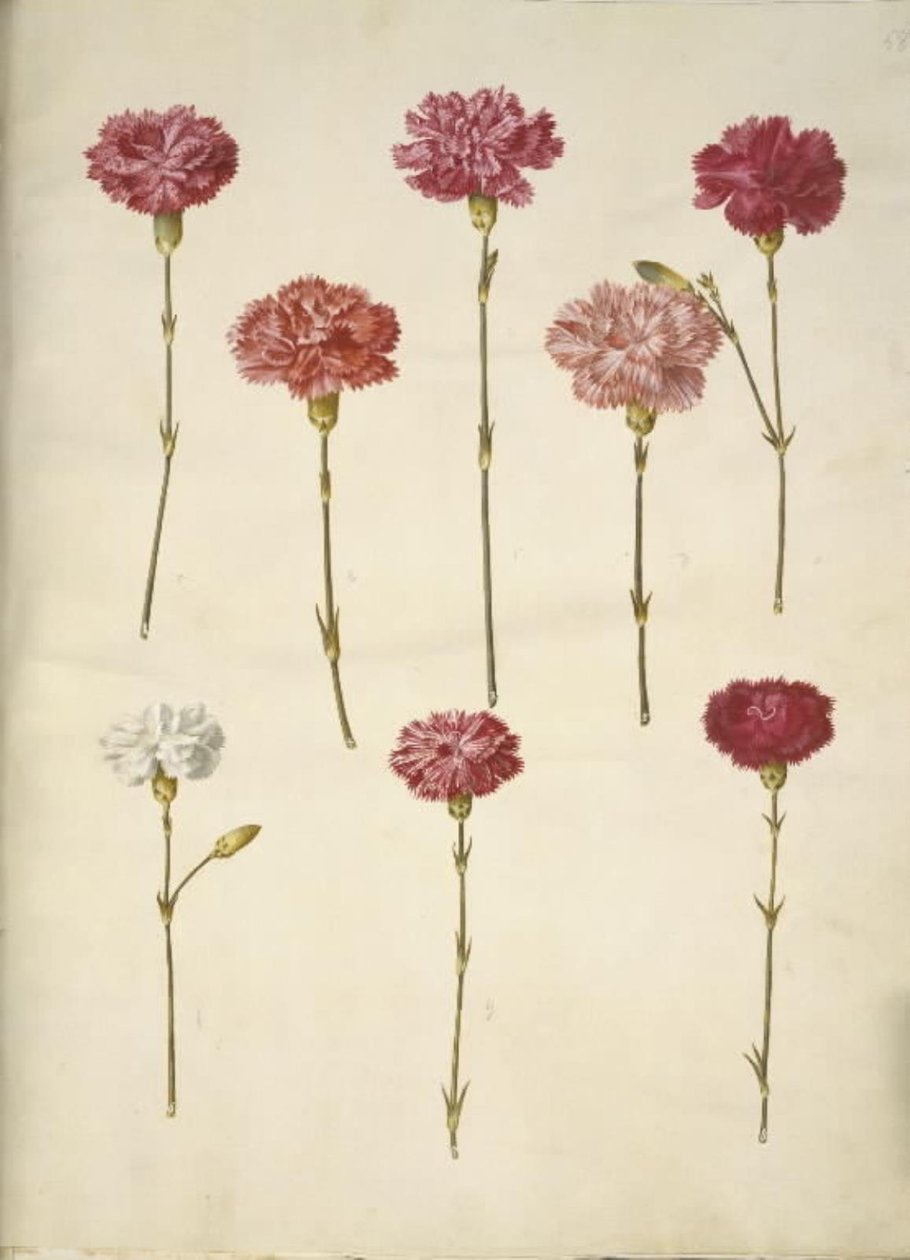 Dianthus caryophyllus (kerti szegfű) alkotó: Hans Simon Holtzbecker