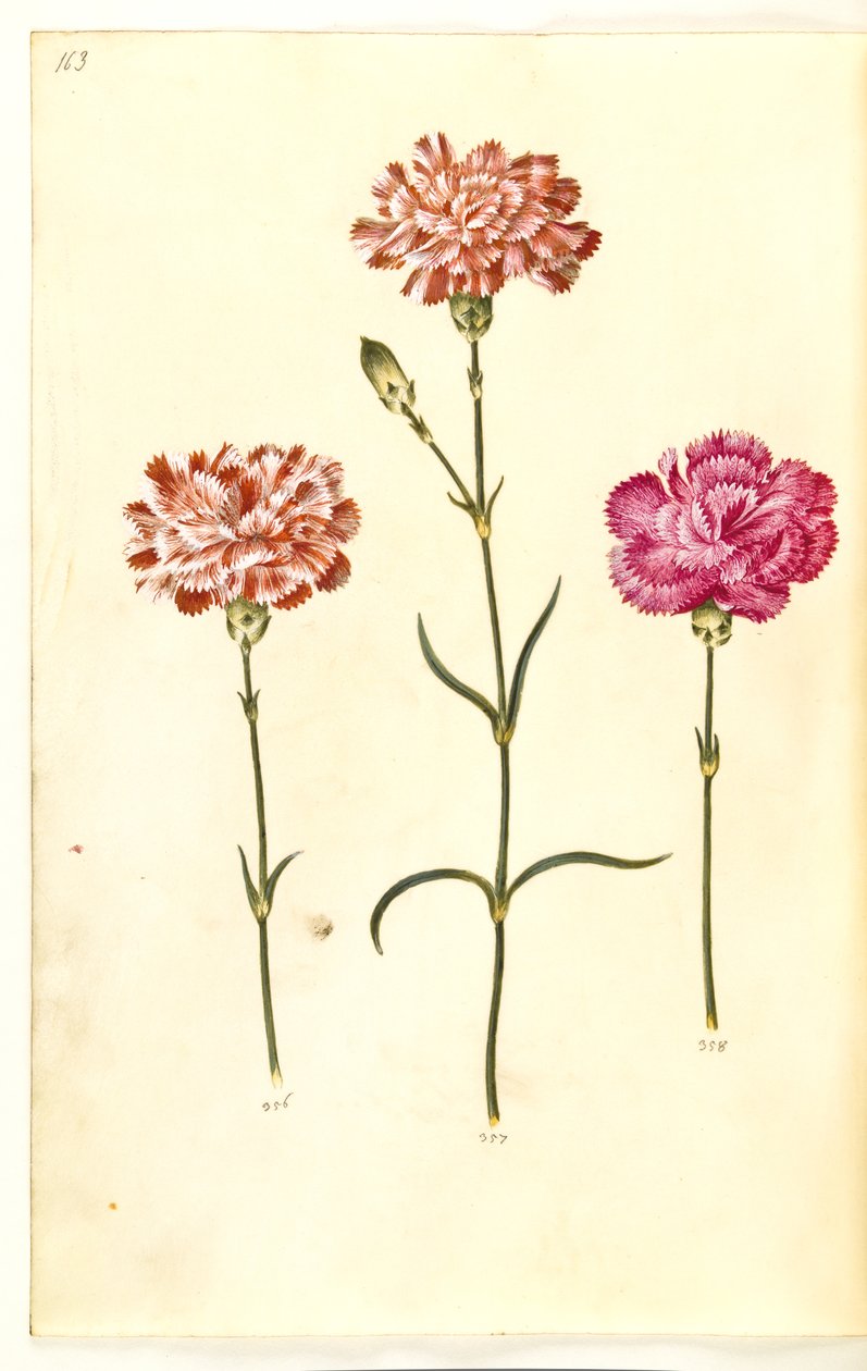 Dianthus caryophyllus (kerti szegfű) alkotó: Hans Simon Holtzbecker