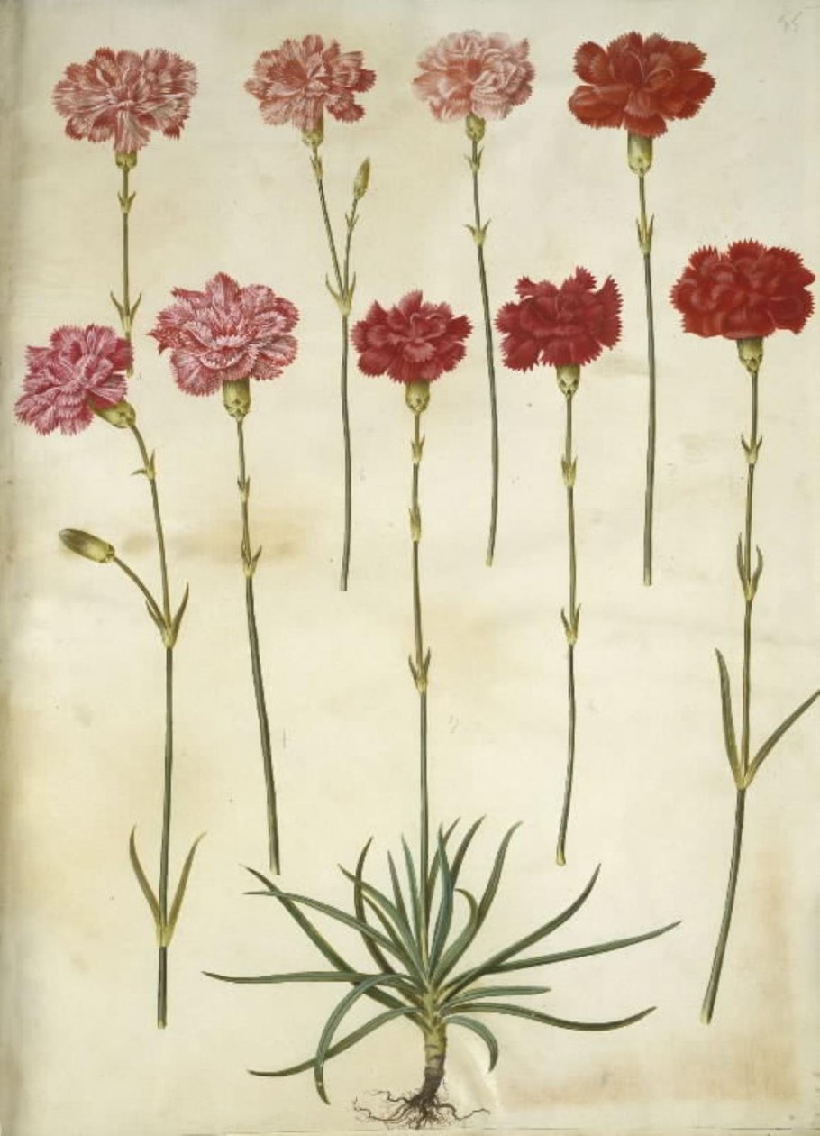 Dianthus caryophyllus (kerti szegfű) alkotó: Hans Simon Holtzbecker
