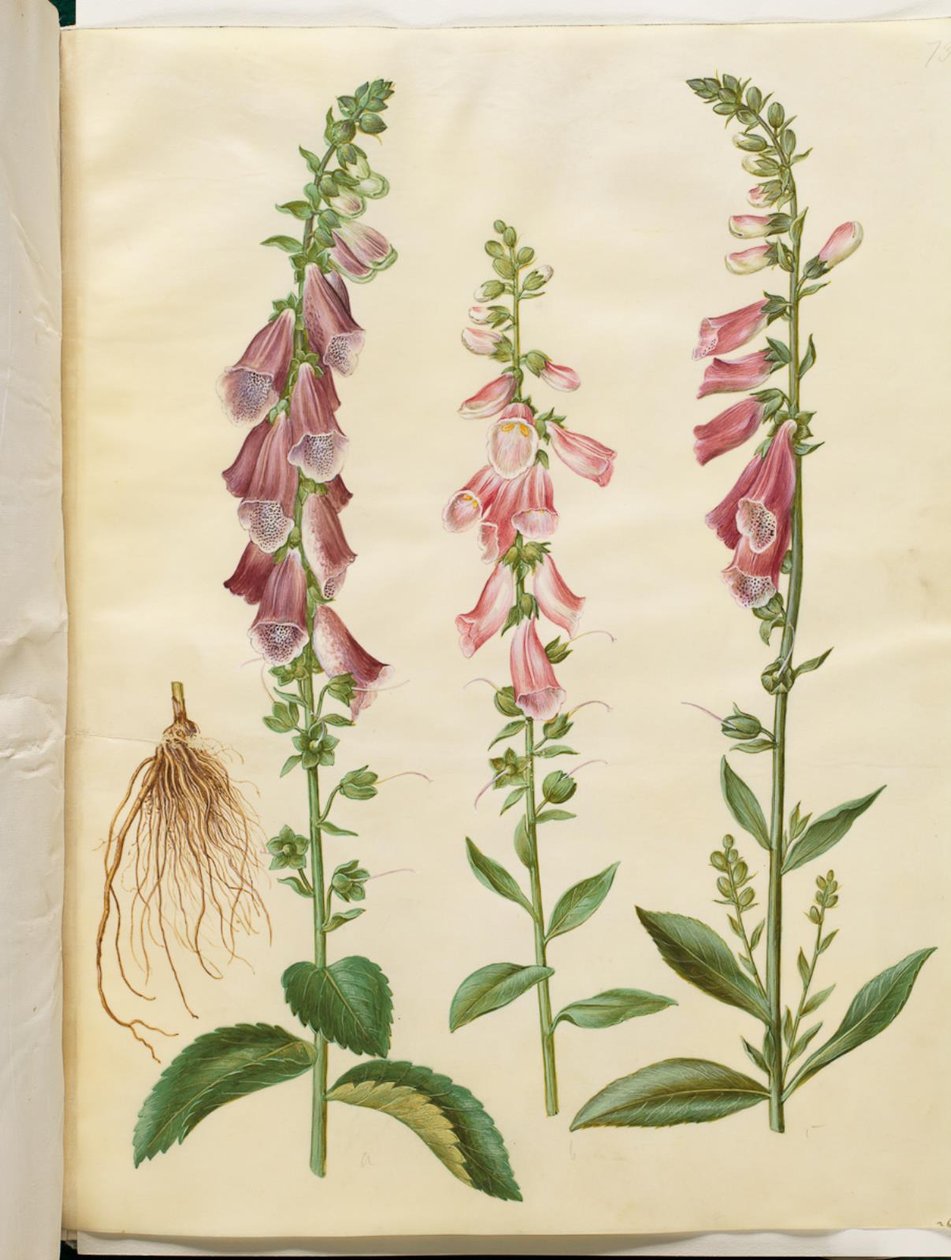Digitalis purpurea (közönséges gyűszűvirág) alkotó: Hans Simon Holtzbecker