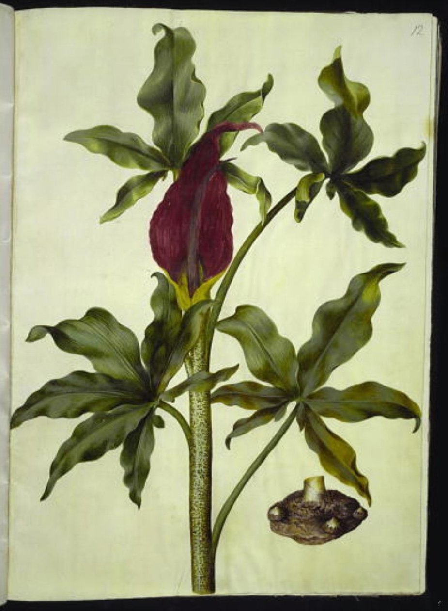 Dracunculus vulgaris (közönséges sárkánygyökér) alkotó: Hans Simon Holtzbecker