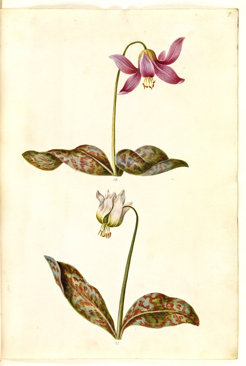 Erythronium dens-canis (igazi kutyafog) alkotó: Hans Simon Holtzbecker