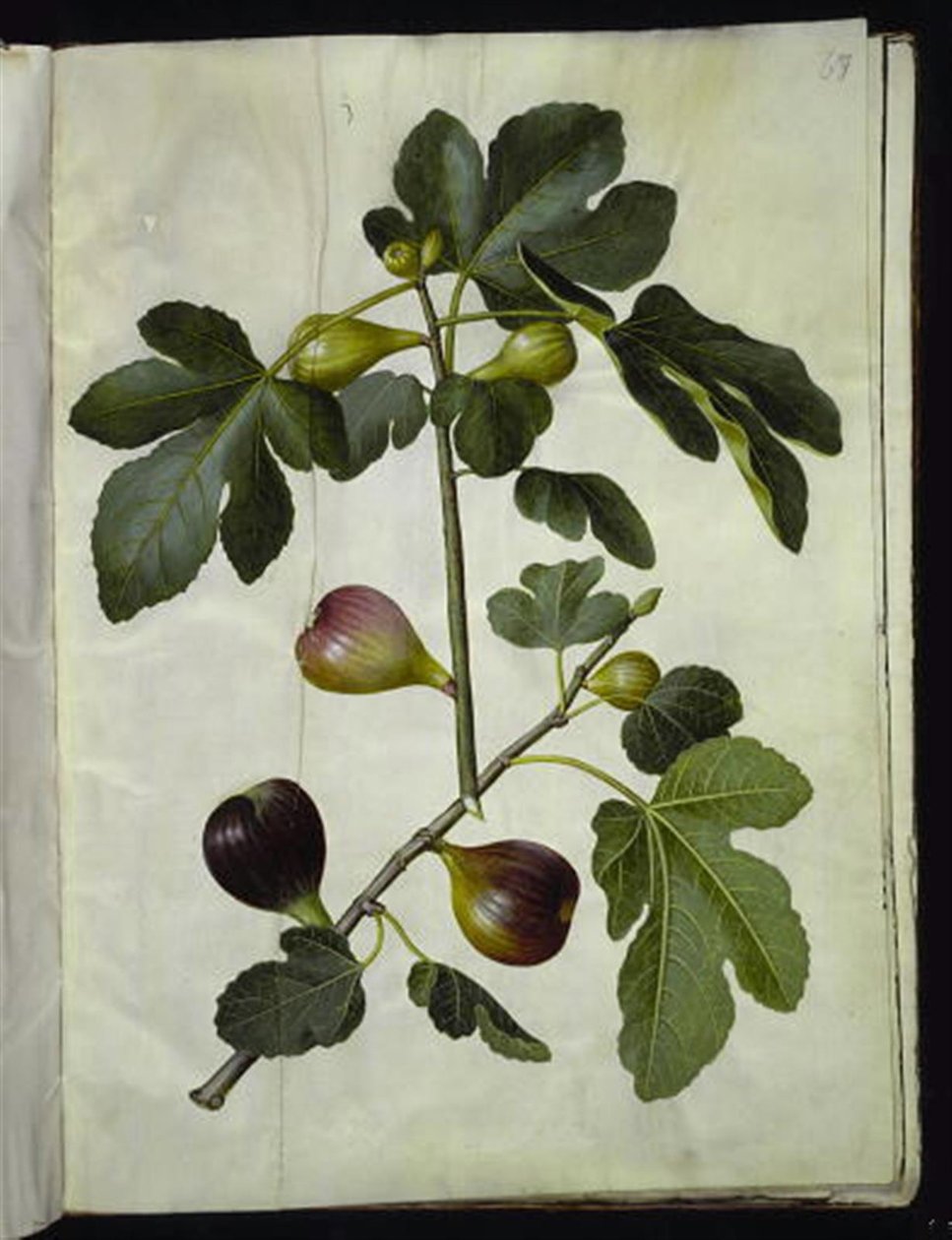 Ficus carica (almindelig figen) alkotó: Hans Simon Holtzbecker