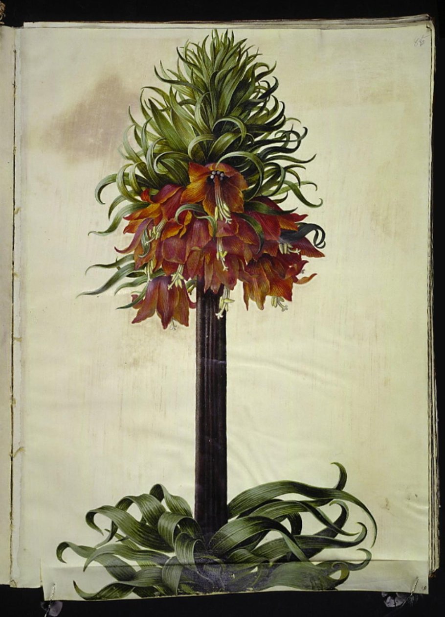 Fritillaria imperialis (koronacsászár) alkotó: Hans Simon Holtzbecker