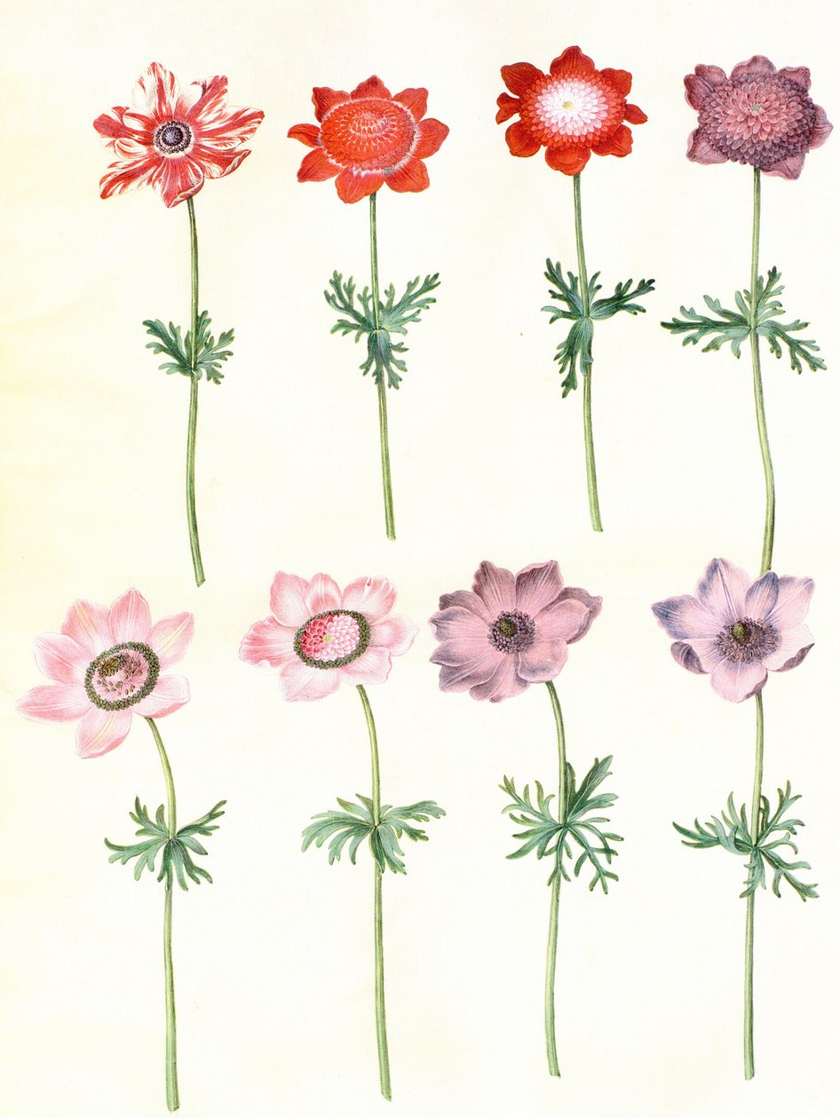 Gc25 koronária anemone alkotó: Hans Simon Holtzbecker