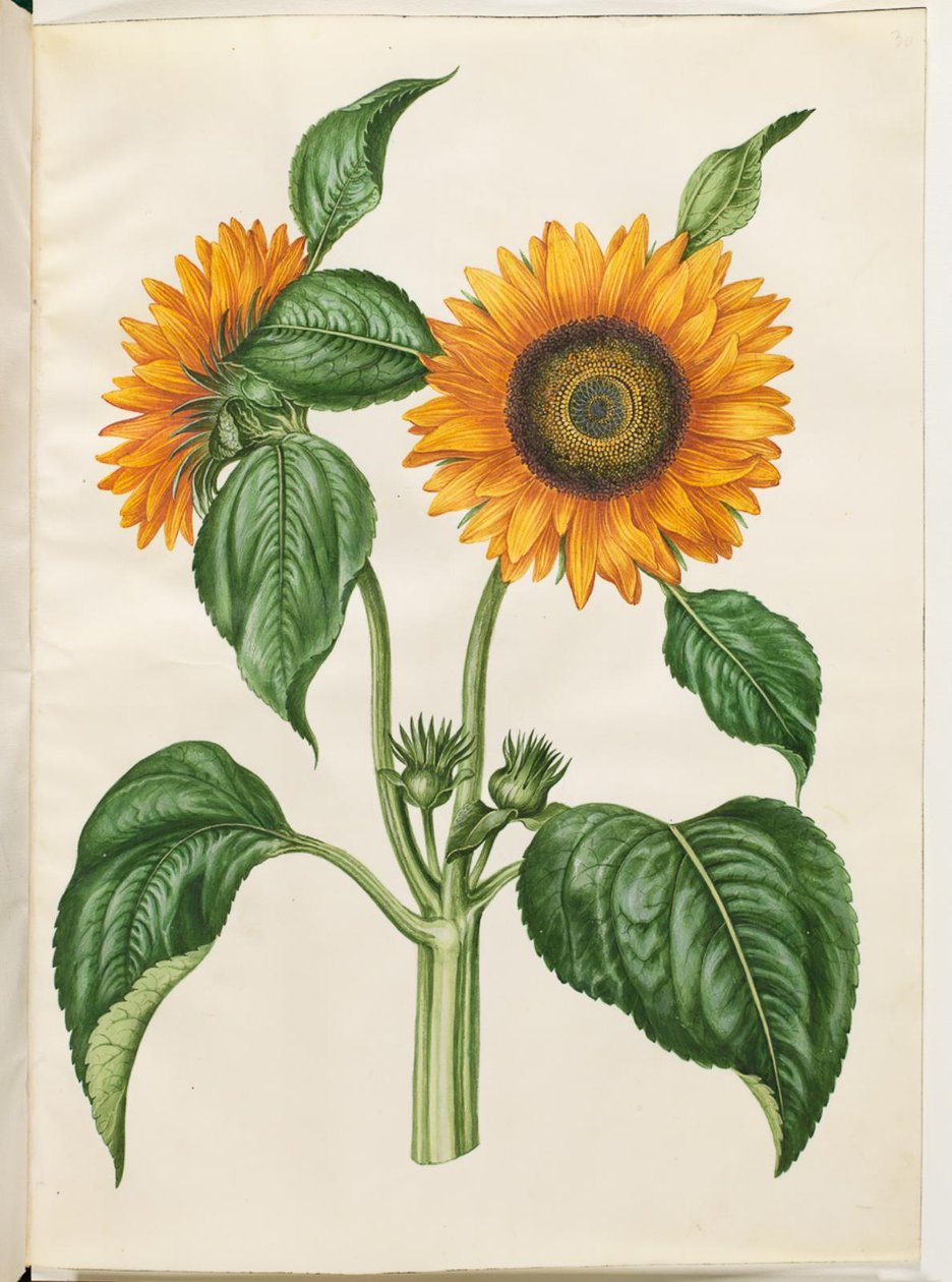 Helianthus annuus (közönséges napraforgó) alkotó: Hans Simon Holtzbecker