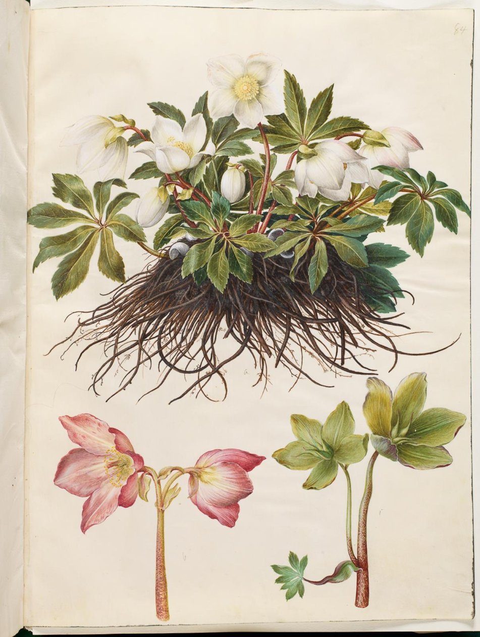 Helleborus niger (közönséges karácsonyi rózsa) alkotó: Hans Simon Holtzbecker