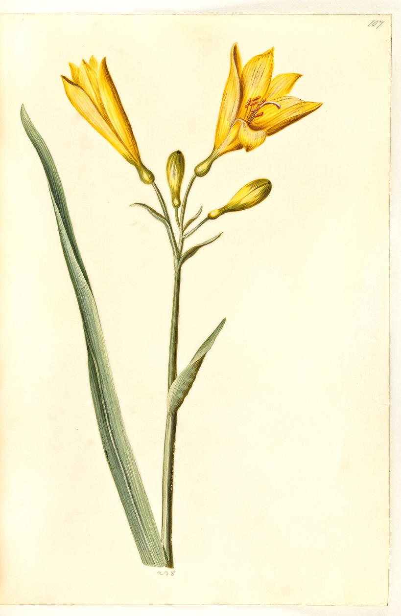 Hemerocallis lilioasphodelus (gul daglilje) alkotó: Hans Simon Holtzbecker