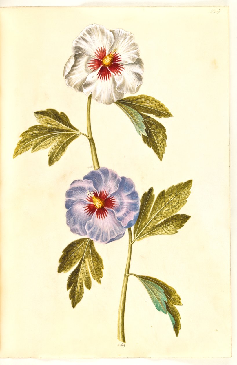 Hibiscus syriacus (szír rózsa) alkotó: Hans Simon Holtzbecker