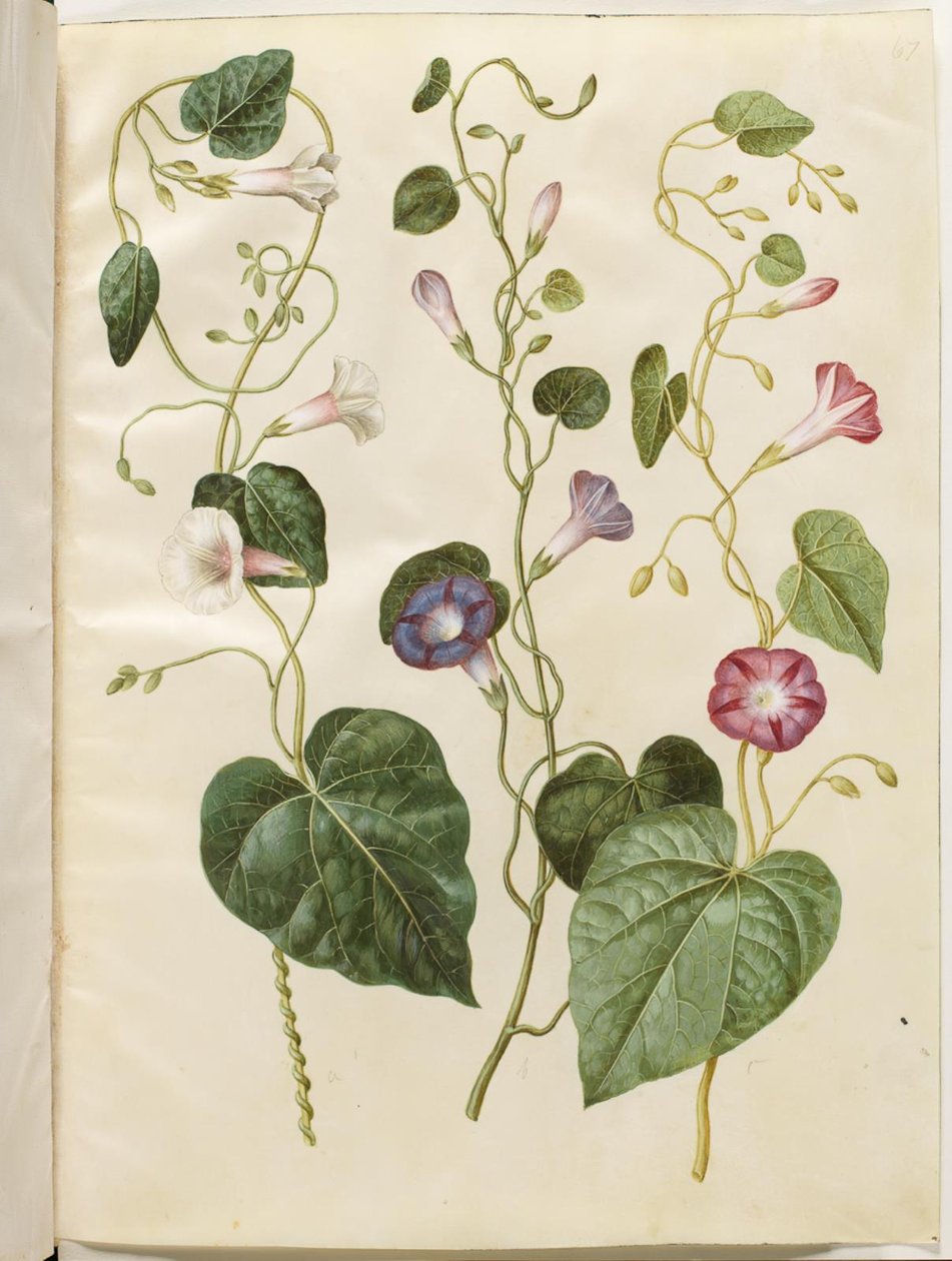 Ipomoea purpurea (purpur-pragtsnerle) alkotó: Hans Simon Holtzbecker