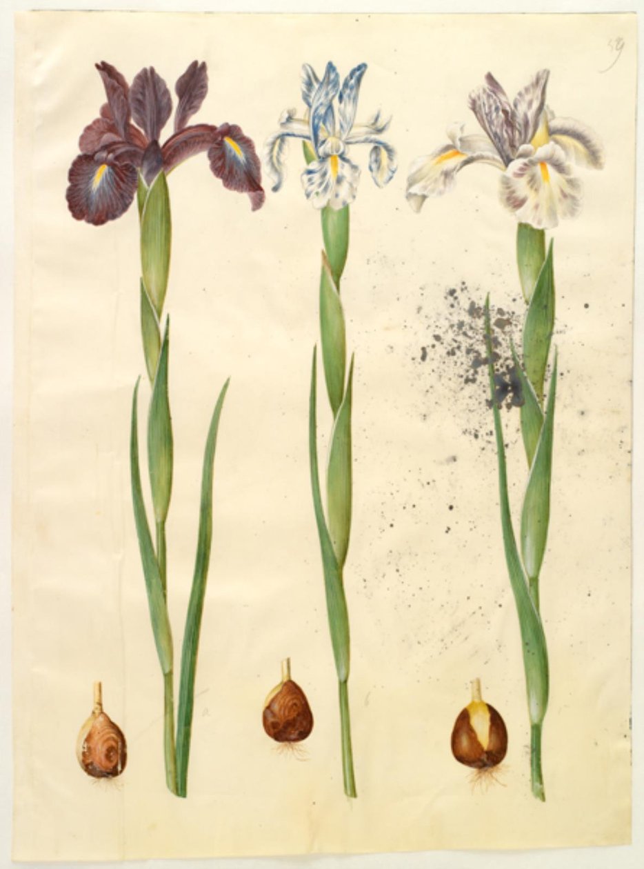 Iris latifolia (angol írisz) alkotó: Hans Simon Holtzbecker