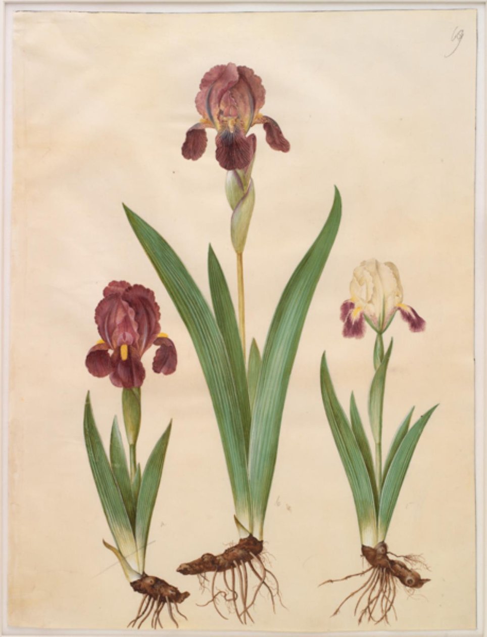 Írisz × lurida (írisz-hibrid) alkotó: Hans Simon Holtzbecker
