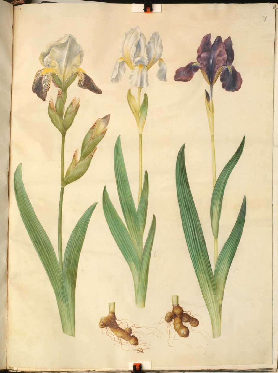 Iris ×squalens (írisz-hibrid); Írisz (írisz) alkotó: Hans Simon Holtzbecker