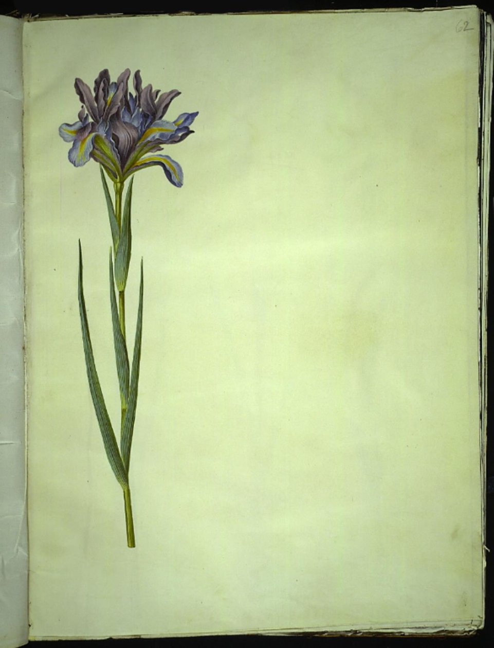 Iris xiphium (spanyol írisz) alkotó: Hans Simon Holtzbecker