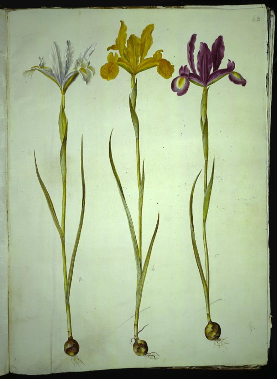 Iris xiphium (spanyol írisz) alkotó: Hans Simon Holtzbecker